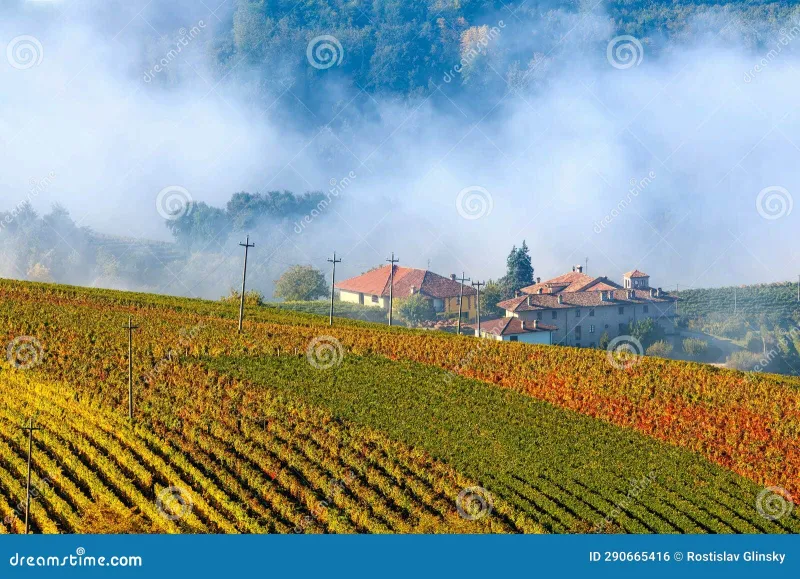 Autunno langarolo: quando la nebbia profuma di tartufo e le trattorie accendono il fuoco