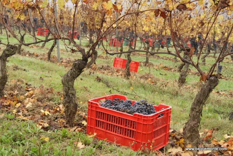 Quando il torchio lavora: dormire in agriturismo durante la vendemmia delle Langhe