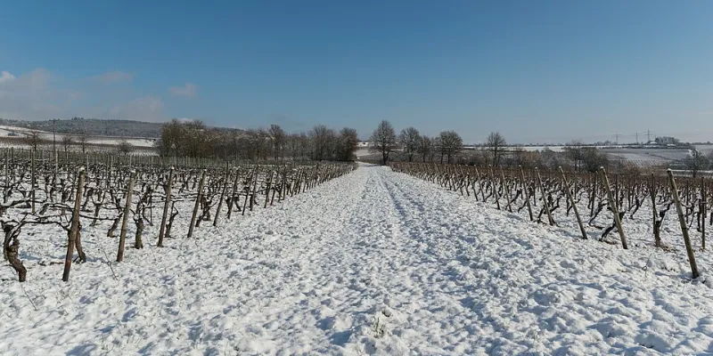 Dicembre sulle colline spente: perché le Langhe d'inverno ci vanno tutte