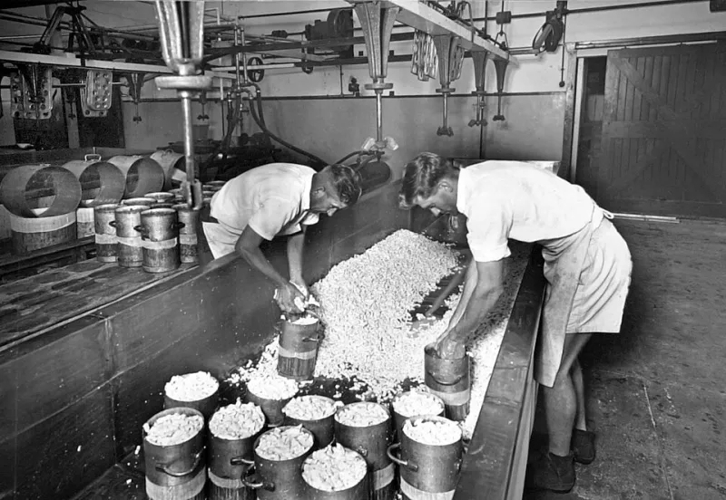 Latte, caglio e pazienza: alla ricerca delle robiola più autentica tra Bra e Murazzano